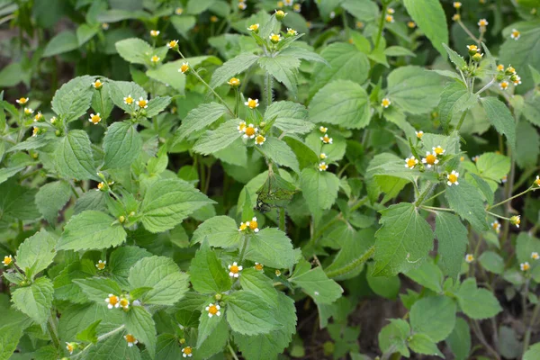 Ot türlerinden biri tarlada çiçek açar - galinsoga parviflora