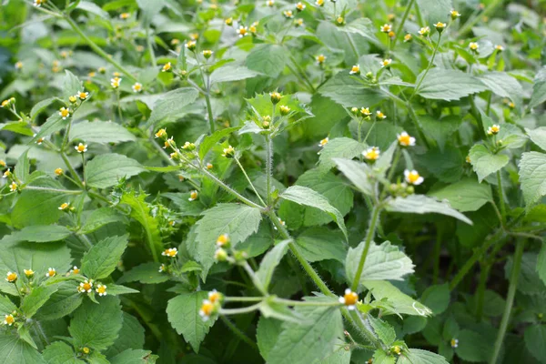 Una Las Especies Malezas Florece Campo Galinsoga Parviflora — Foto de Stock