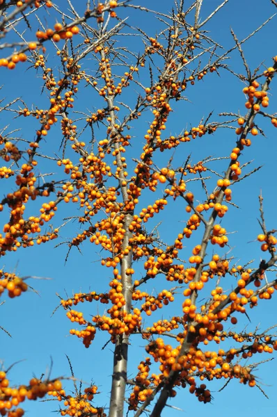 Ramo Espinheiro Mar Hippophae Rhamnoides Com Bagas Laranja Maduras — Fotografia de Stock