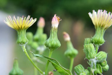 Sarı devedikeni (Sonchus asper) doğada yetişir..