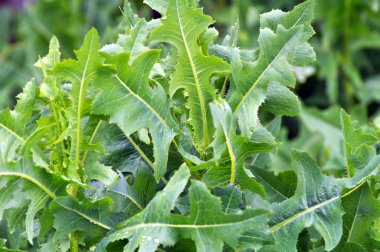 Yazın doğada yetişir Lactuca serriola