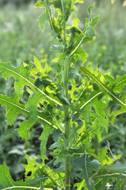 Yazın doğada yetişir Lactuca serriola