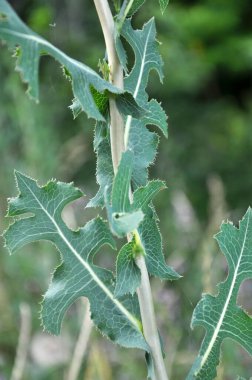 Yazın doğada yetişir Lactuca serriola