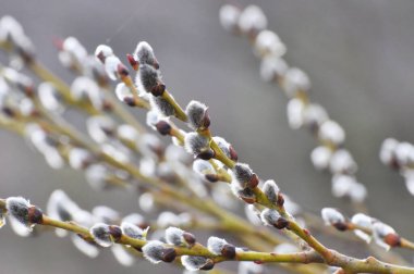 Söğüt (tükürük kapsülü) dalları tomurcuklanıyor