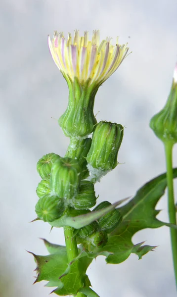 Žlutá Bodláka Sonchus Asper Roste Divočině — Stock fotografie