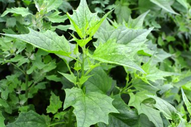 Doğada, alan bir chenopodium hibridum (Chenopodiastrum hybridum) yetiştirir.
