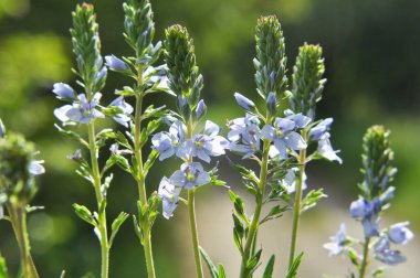 İlkbaharda, Veronica otların arasında vahşi doğada çiçek açar.