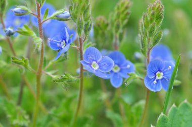 Baharda, Veronica Chamaedrys vahşi doğada çiçek açar.