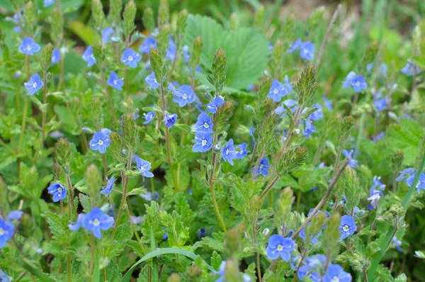 Het Voorjaar Bloeit Veronica Chamaedrys Het Wild — Stockfoto