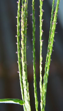 Vahşi doğada, Digitaria sanguinalis tarlada ot gibi yetişir.