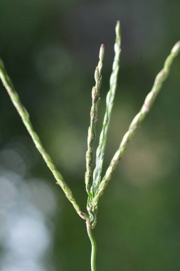 Vahşi doğada, Digitaria sanguinalis tarlada ot gibi yetişir.