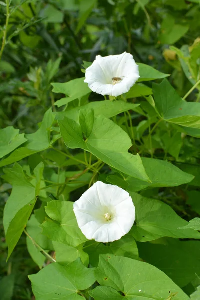Planta Bindweed Calystegia Sepium Cresce Natureza — Fotografia de Stock