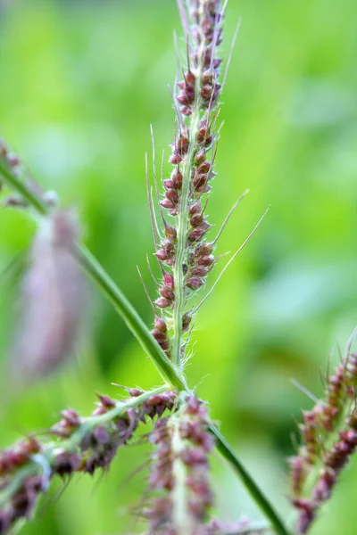 Campo Como Ervas Daninhas Entre Culturas Agrícolas Crescem Echinochloa Crus — Fotografia de Stock