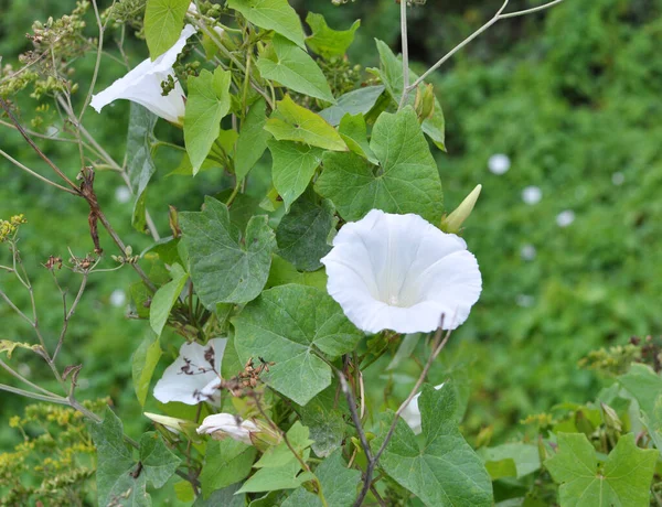 Asclépiade Calystegia Sepium Pousse Dans Nature — Photo