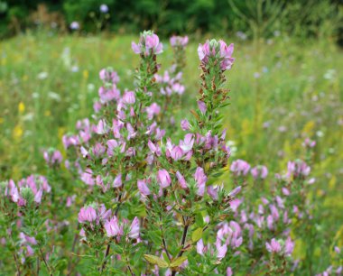 Ononis spinosa vahşi otların arasında yetişir.