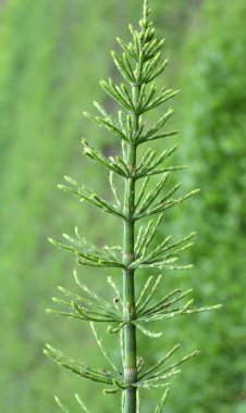At kuyruğu tarlası (Equisetum arvense) vahşi doğada yetişir..