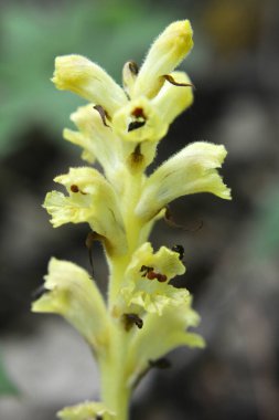 Orobanche parazit bitkisi doğada yetişir.