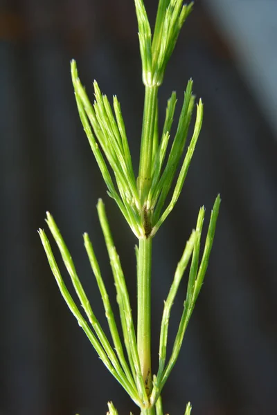 Horsetail Field Equisetum Arvense Grows Wild — Stock Photo, Image