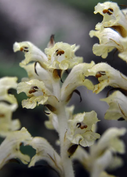 Orobanche Parazitická Rostlina Roste Divočině — Stock fotografie