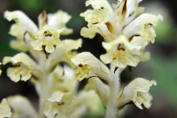 Orobanche Plante Parasite Pousse Dans Nature — Photo