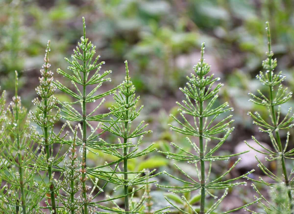 野生では馬蹄形 Equisetum Arvense が成長する — ストック写真