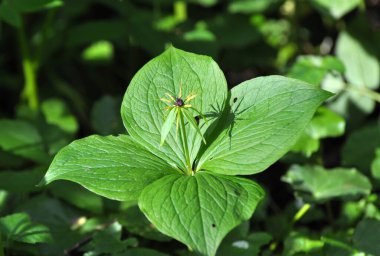 İlkbaharda ormandaki vahşi Paris kuadrifolisi çiçek açar.