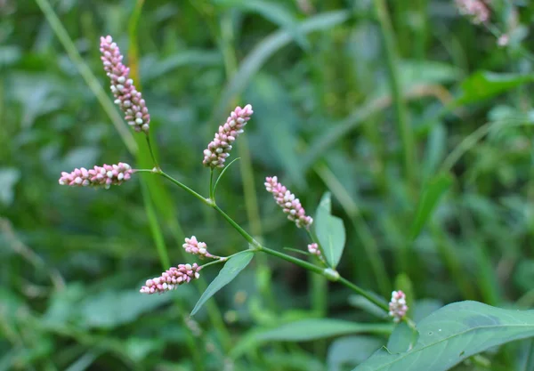 Persicaria Maculosa Grows Grasses Wild — Stock Photo, Image