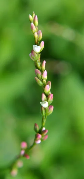 Persicaria Maculosa Grows Grasses Wild — Stock Photo, Image