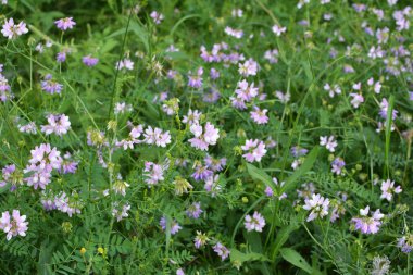 Doğada, Securigera varia yabani otlarda yetişir.