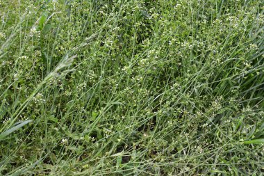 Doğada, tarla Capsella bursa-pastoris yetiştirir.