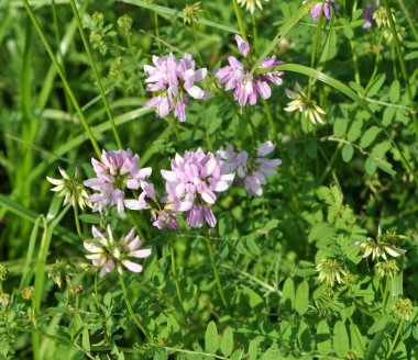 Doğada, Securigera varia yabani otlarda yetişir.