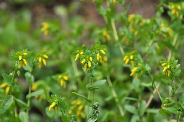 Baharda, Cerinthe minör doğada büyür.