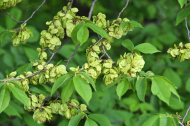 Bahar karaağacı (Ulmus) yapraklı ve çiçekli dal