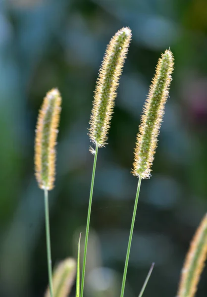 Setaria Växer Fältet Naturen — Stockfoto