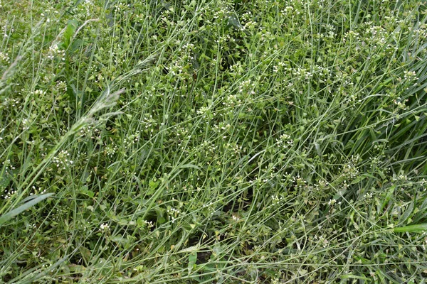 Nature Field Grow Capsella Bursa Pastoris — Stock Photo, Image