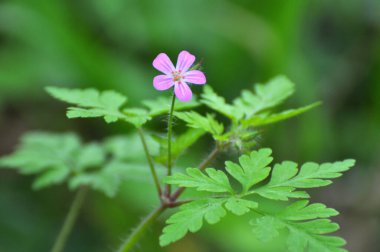 Geranium (Geranium robertianum) vahşi doğada yetişir. 
