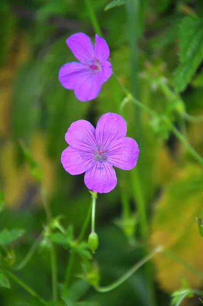 Geranium Rosnące Wśród Traw Wolności — Zdjęcie stockowe