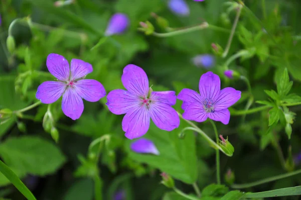 Geranium Rosnące Wśród Traw Wolności — Zdjęcie stockowe