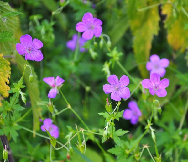 Geranium Rostoucí Mezi Travinami Divočině — Stock fotografie