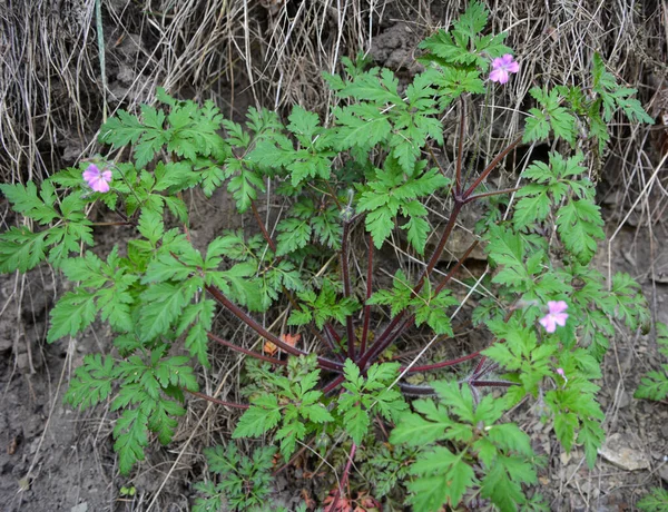 Geranium Robertianum 生长在野外 — 图库照片