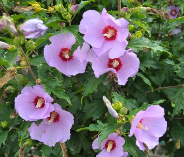 Yazın, doğada amber çiçeği açar.