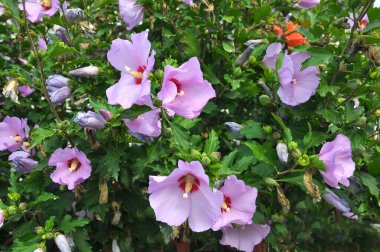 Yazın, doğada amber çiçeği açar.