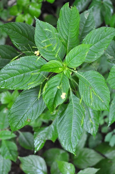 Zomer Groeit Impatiens Parviflora Het Wild — Stockfoto