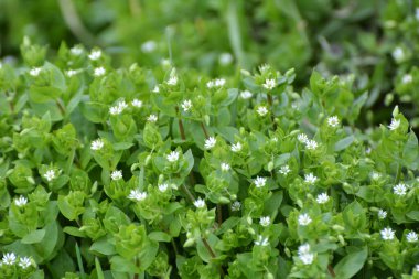 İlkbaharda Stellaria medyası doğada büyüyor.