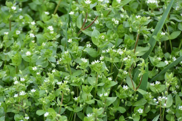 Την Άνοιξη Μέσα Μαζικής Ενημέρωσης Stellaria Μεγαλώνει Στην Άγρια Φύση — Φωτογραφία Αρχείου