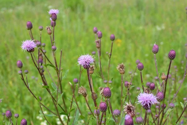 Herbs Wild Grows Blooms Thistle Field Cirsium Arvense — Stock Photo, Image