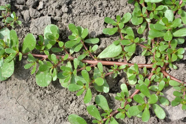 Doğada, toprakta, bir yabani ot gibi purslane yetişir (Portulaca oleracea)