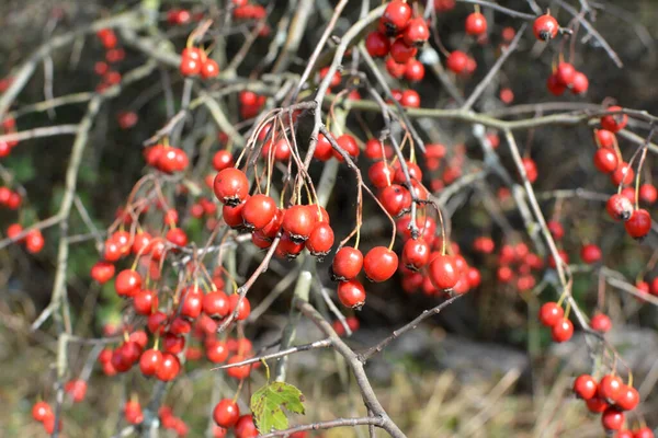 Olgun kırmızı dikenli dallar 