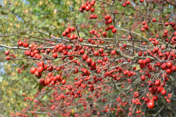 Zweig Mit Reifen Roten Früchten Des Weißdorns — Stockfoto