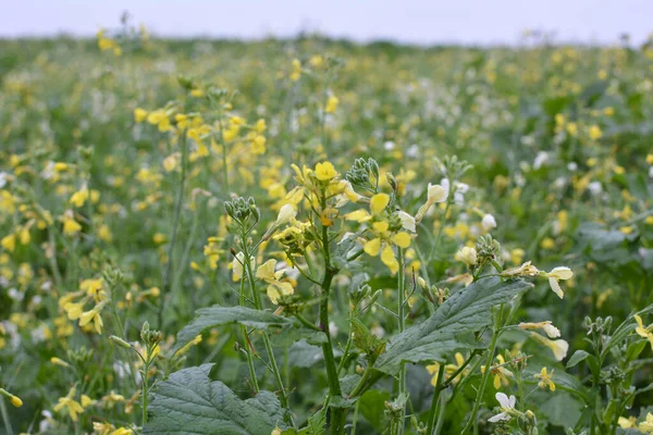 Senf Wächst Auf Dem Acker Der Als Grüner Organischer Dünger — Stockfoto